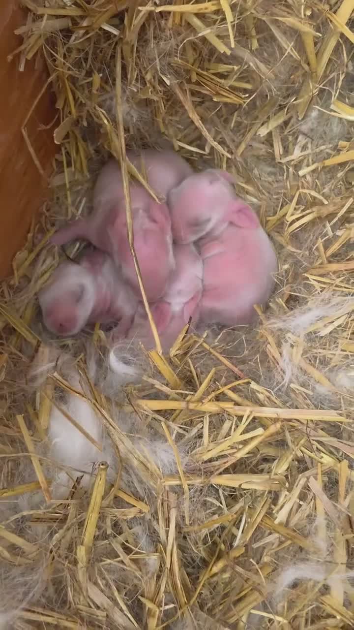 Mini Lop rabbits for sale: 3 beautiful baby Mini Lop girls🤍🐰  in Southport - Video 2