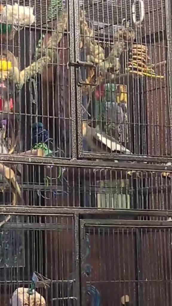 Cockatiels birds for sale: Pair of cockateils looking for a new home. - Video 1