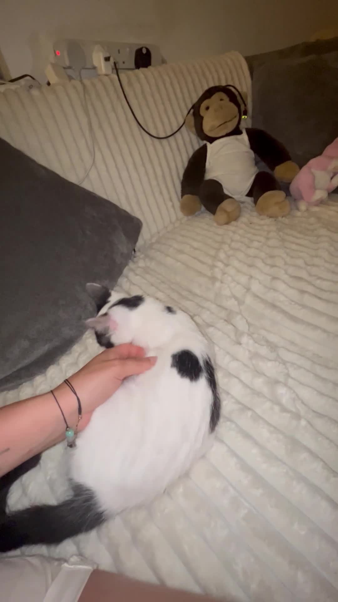 Mixed Breed cats for sale: Black and white kitten  in Enfield - Video 1