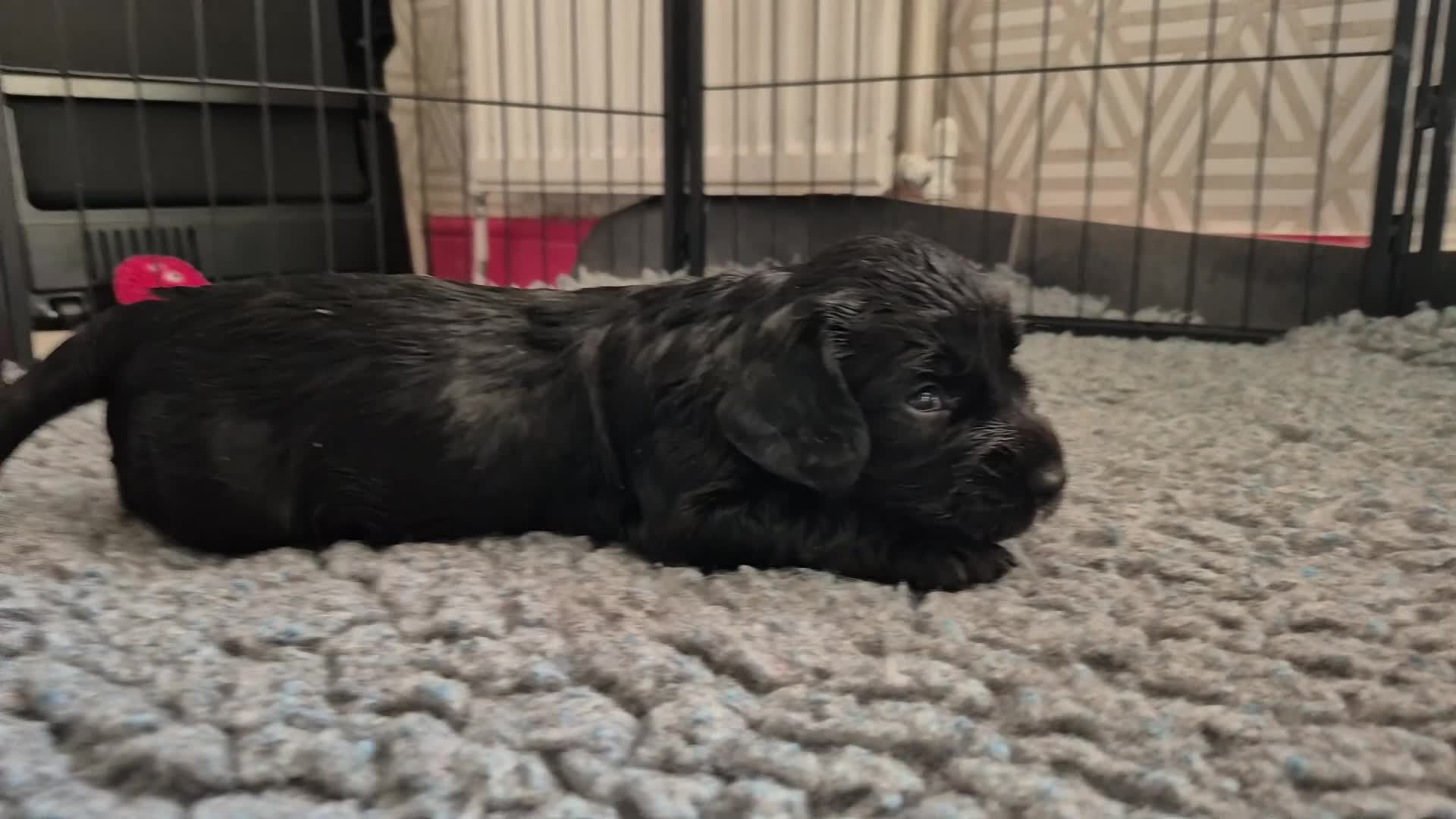 Cocker Spaniel dogs for sale: 5 beautiful cocker puppies - Video 1