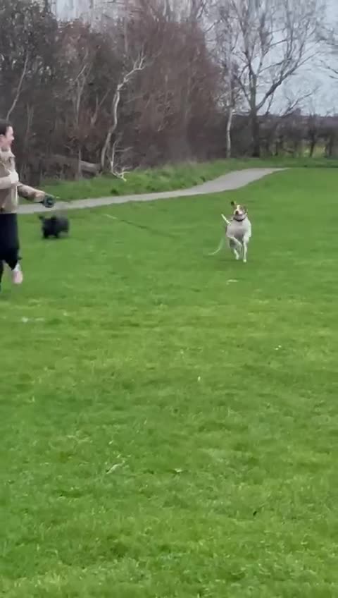 Mixed Breed dogs for adoption: 💔 BEN NEEDS A TRUE FOREVER HOME  💔  - Video 1