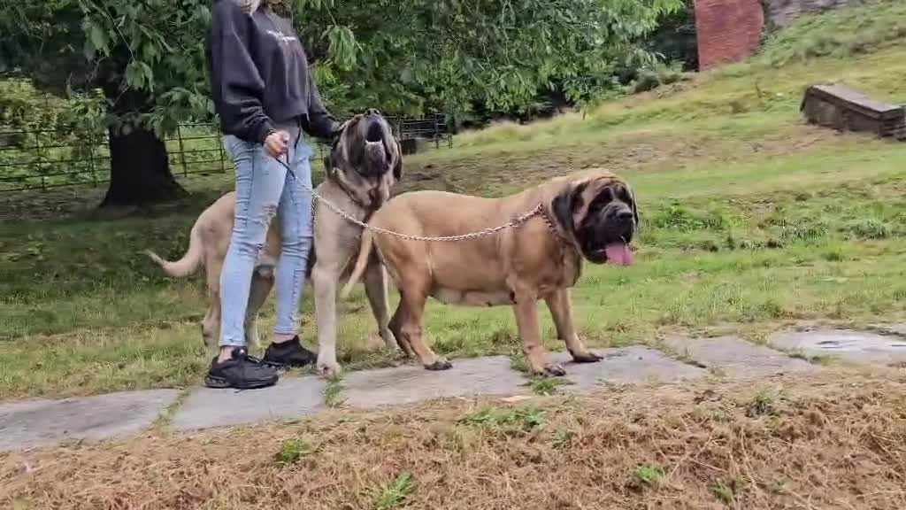 Mastiff dogs for sale: English mastiff pair kc reg - Video 1