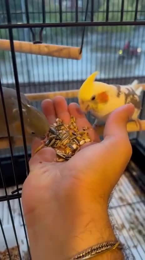 Cockatiels birds for sale: 2 Friendly male Cockatiels with Cage  - Video 1