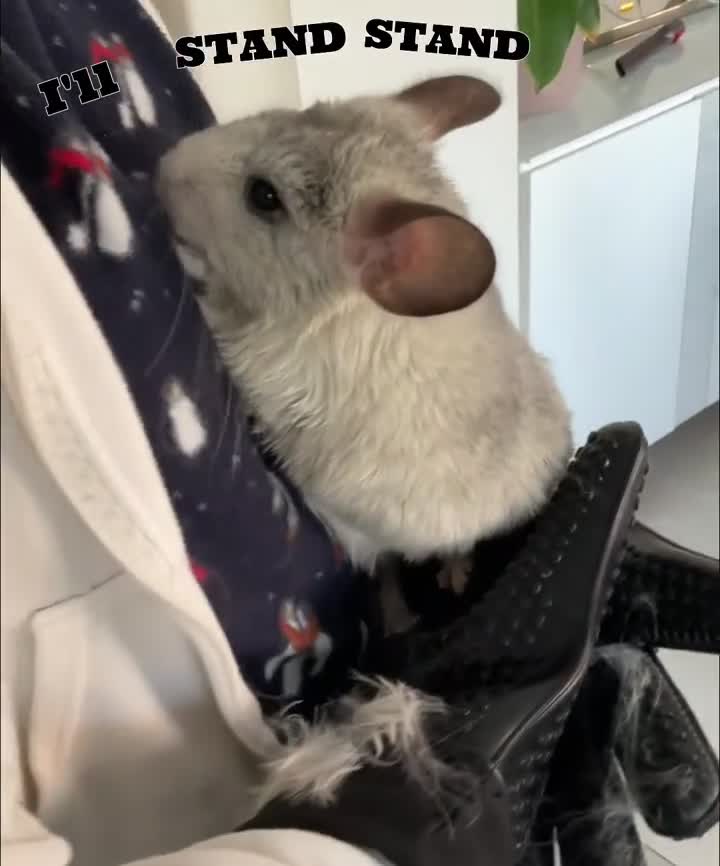 Chinchilla rodents for sale: Female Chinchilla for Sale – 1 Year Old in Cheadle - Video 1