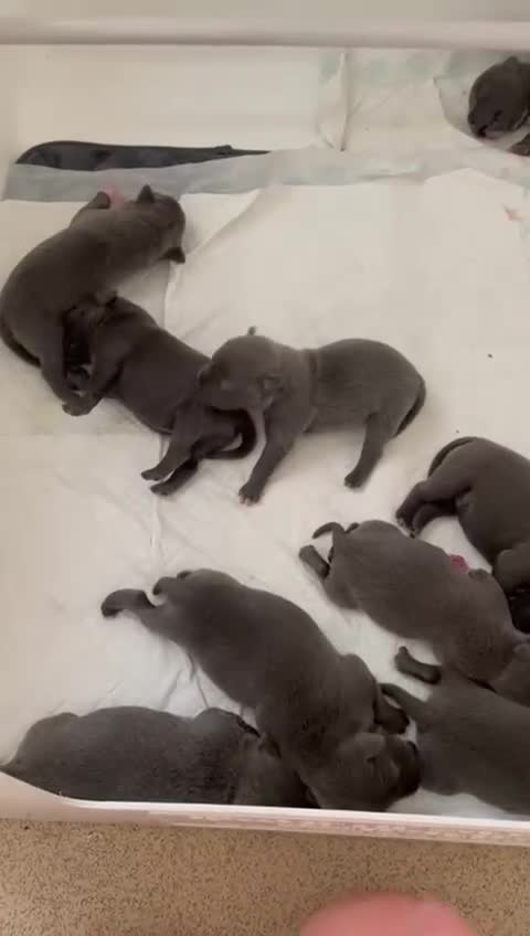 Staffordshire Bull Terrier dogs for stud: (ROCKY) rezevoire prince amond  - Video 1