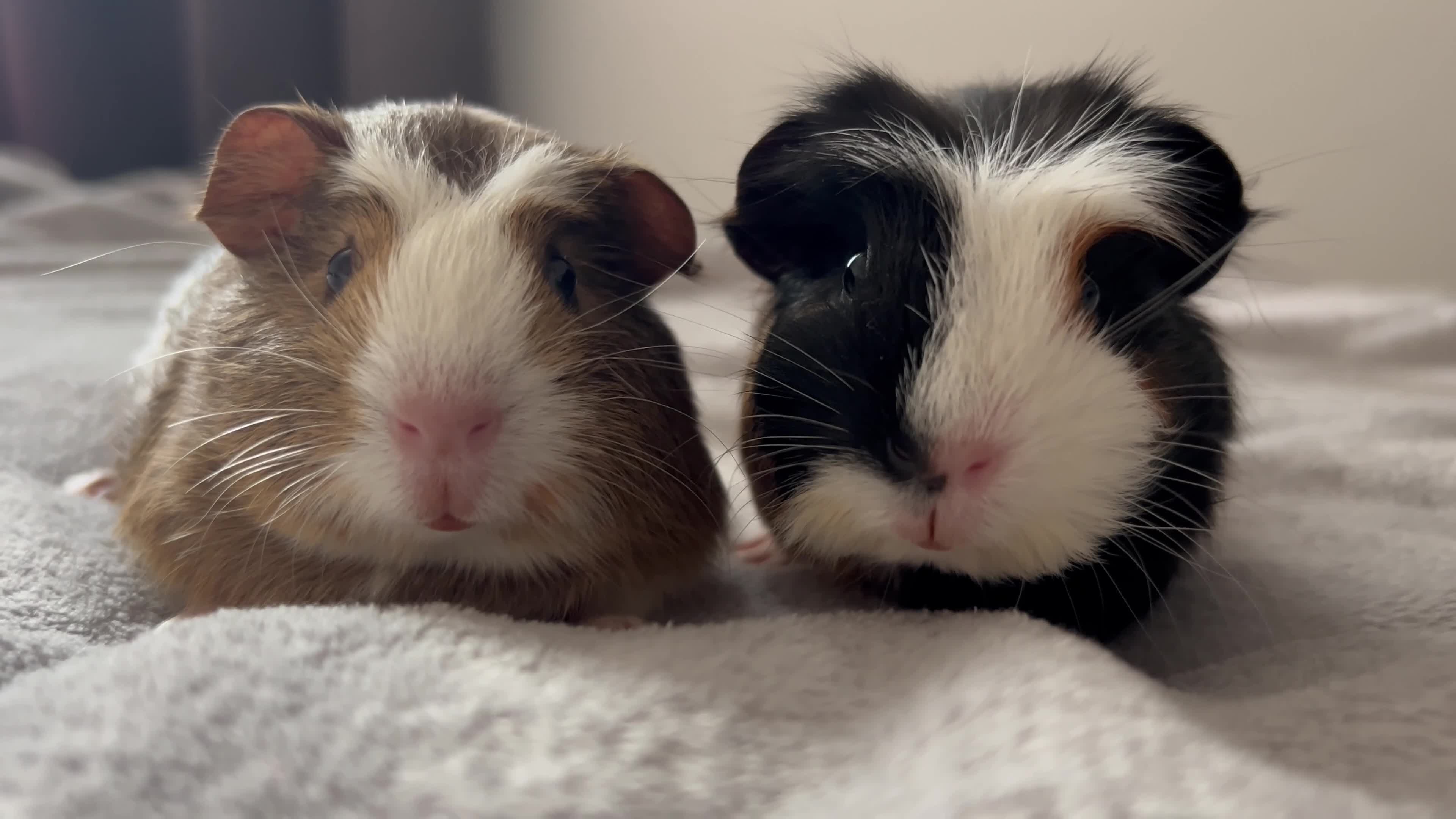 Guinea Pig rodents for sale: Two guinea pigs  - Video 1
