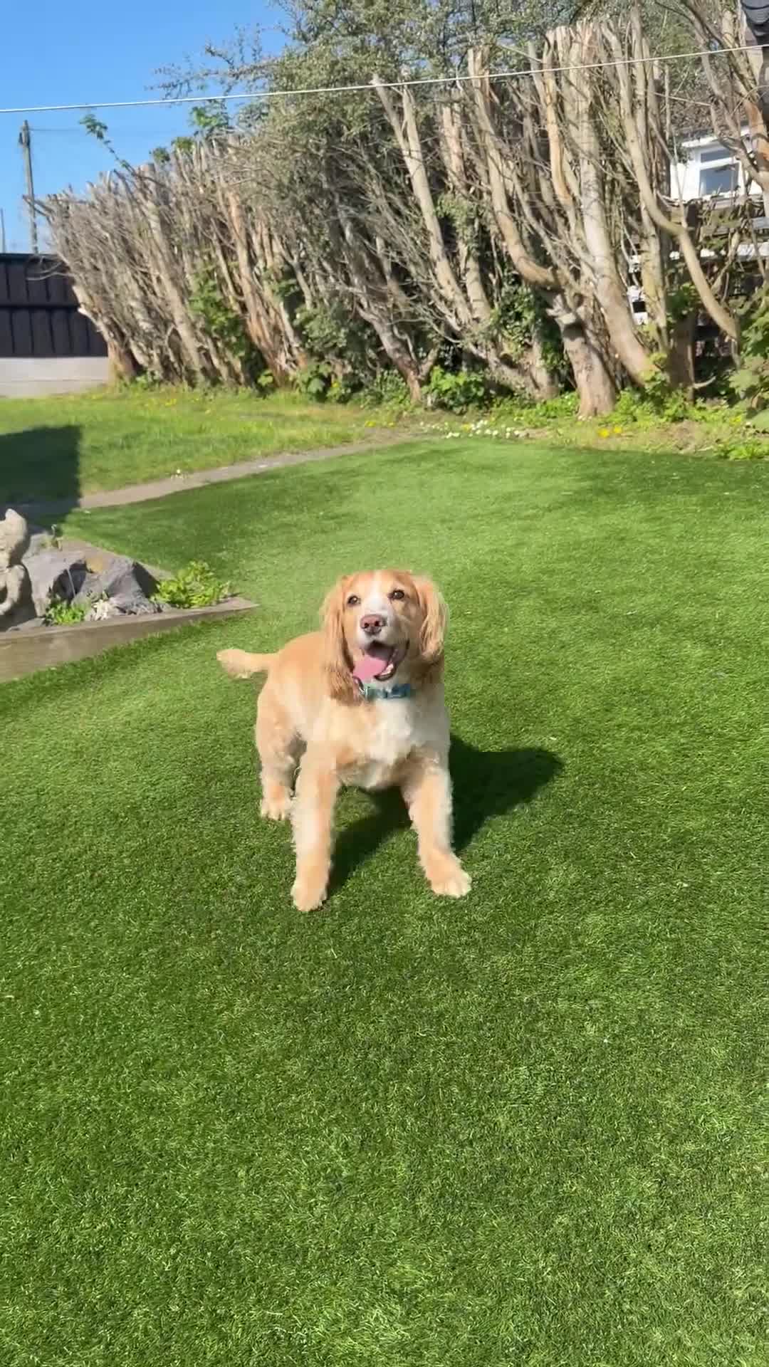 Cocker Spaniel dogs for sale: Working cocker spaniel needs a home in Manchester - Video 1