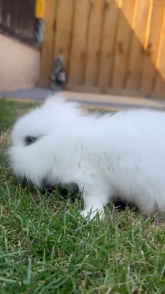 Mini Lion Lop rabbits for sale: Lop/ lion head baby bunnys  - Video 1