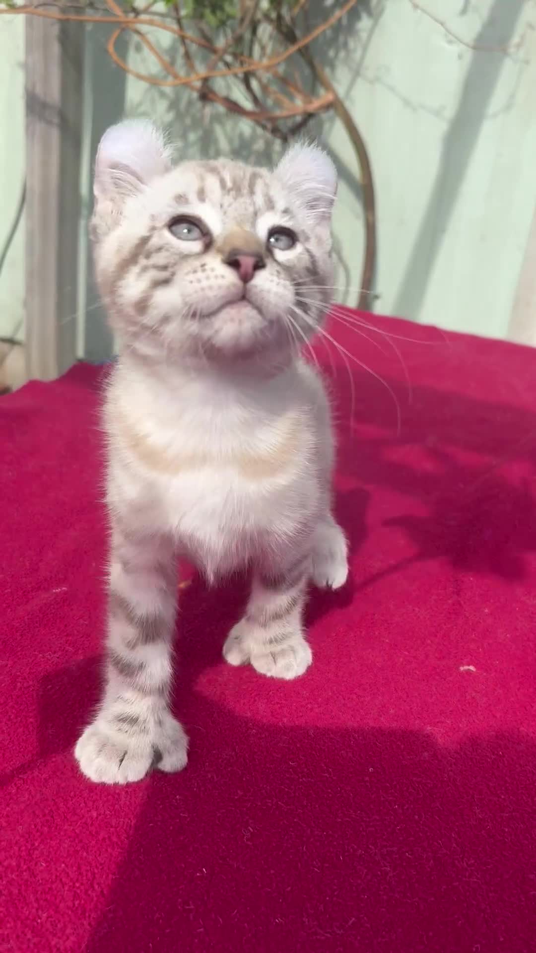 Keetso cats for sale: Superb very rare polydactyl curled eared keetsos  - Video 1