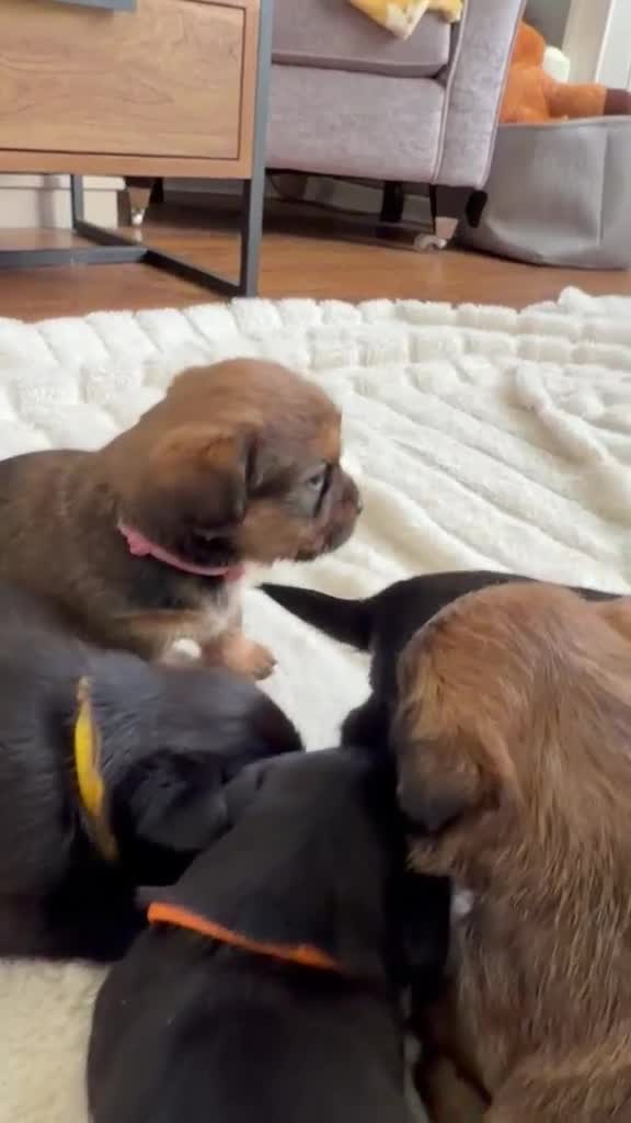 Mixed Breed dogs for sale: Jack Tzu Puppies - Video 1