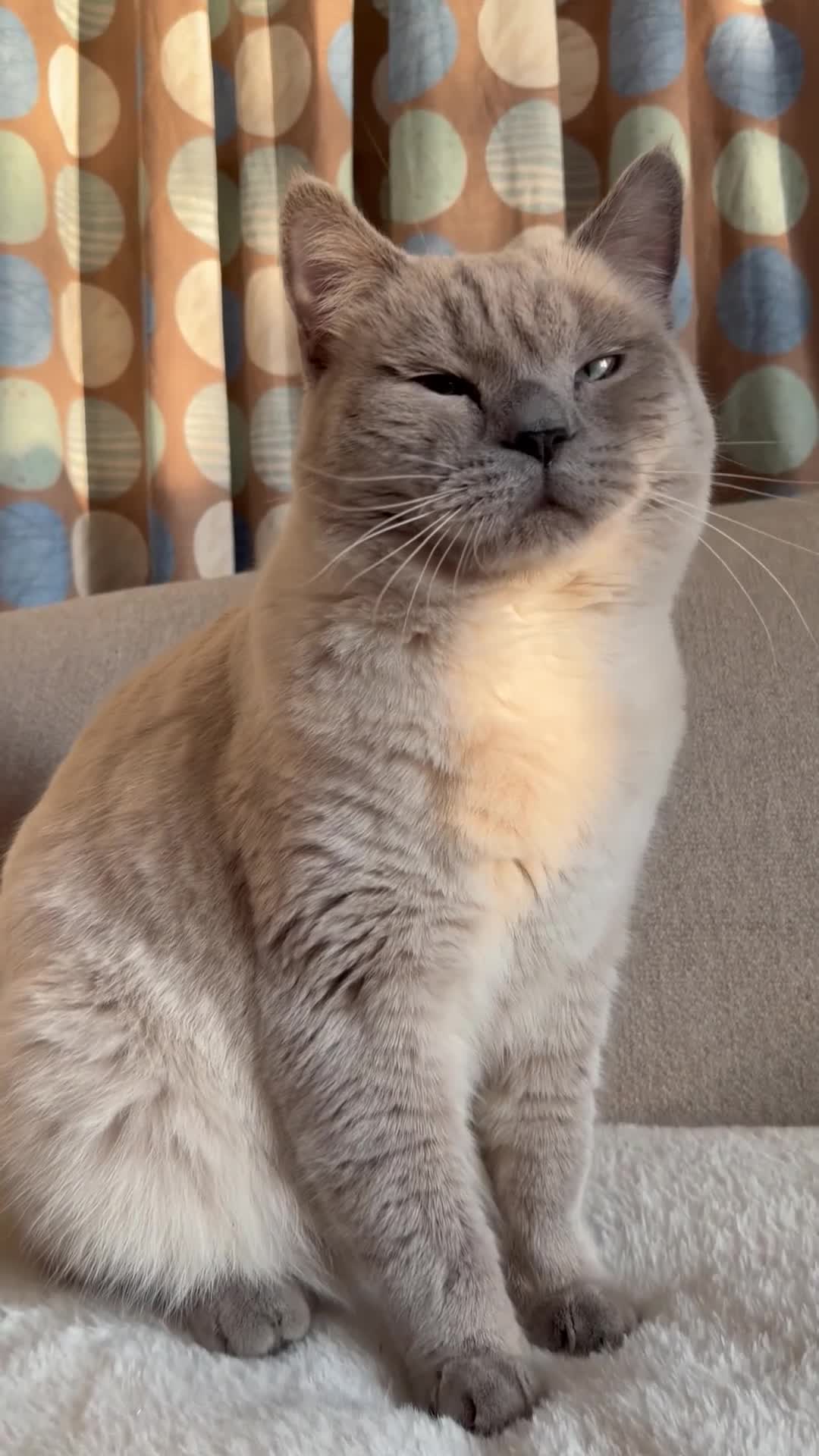 British Shorthair cats for sale: 🐾 British Color Point Looking for a Loving Home!  - Video 1