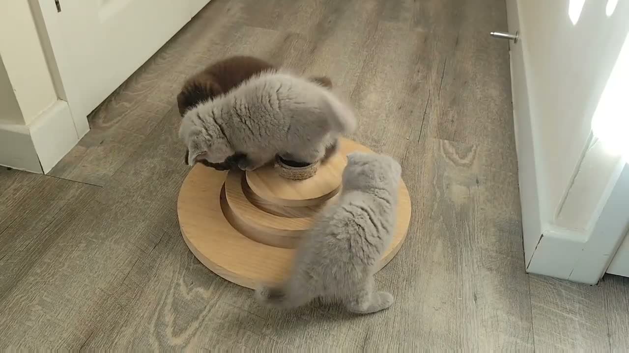 British Shorthair cats for sale: TICA Registerd Chocolate & Lilac - Video 1
