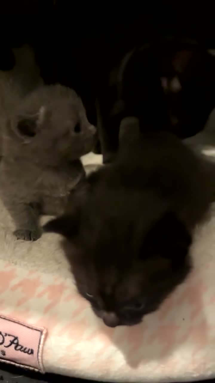 Mixed Breed cats for sale: British Short Hair mix in Hamilton - Video 1