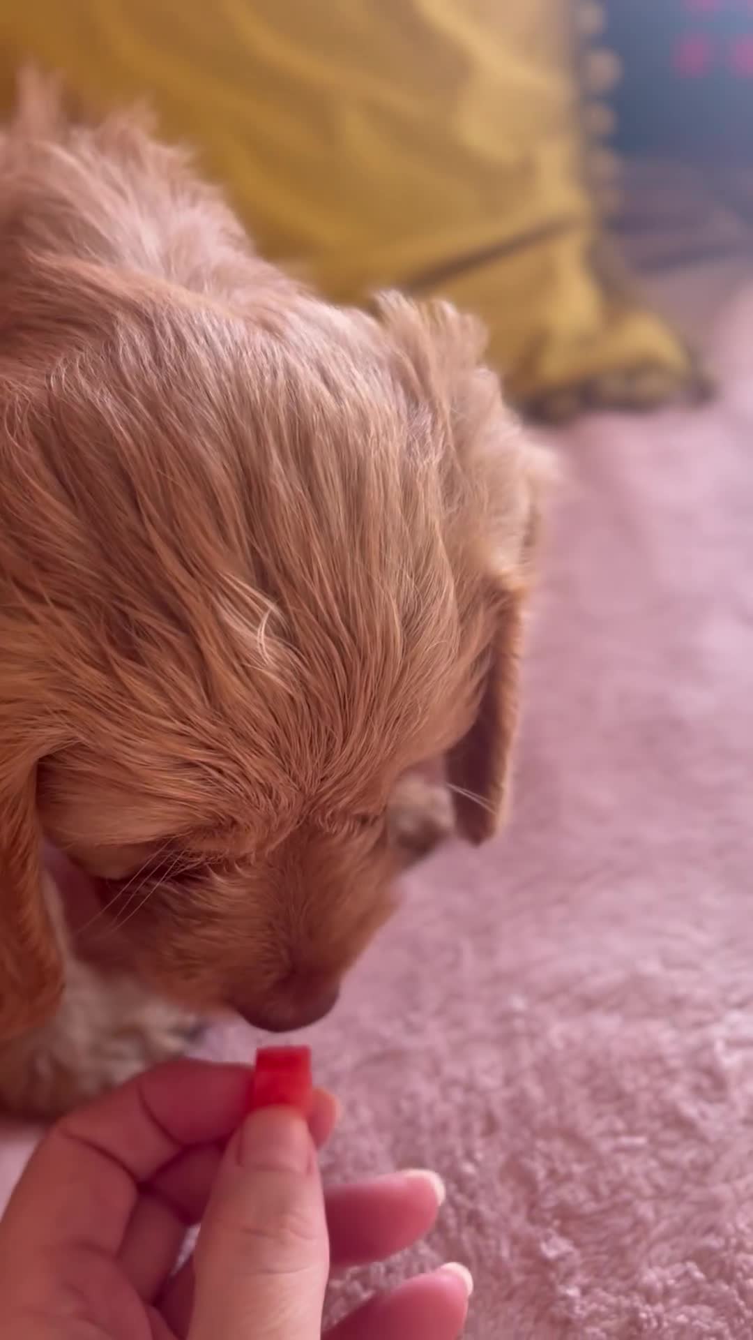 Cockapoo dogs for sale: Rare F1 apricot/ red fox DNA PRCD-PRA clear - Video 2