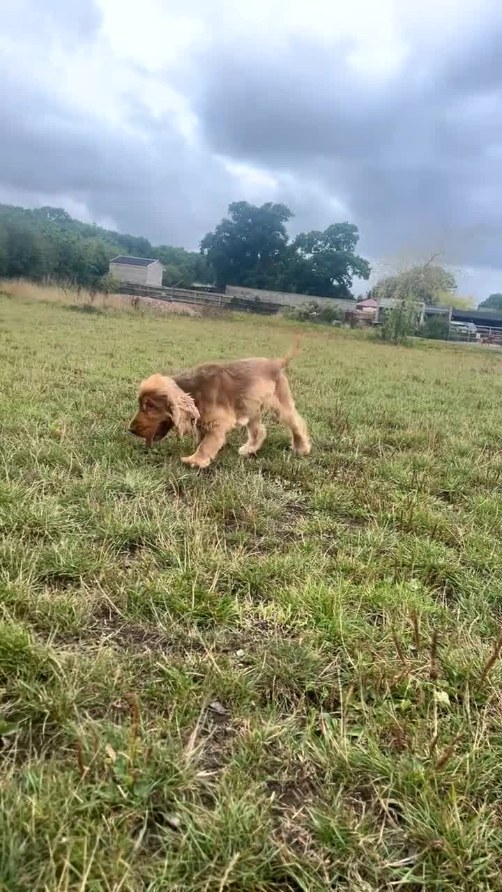 Cocker Spaniel dogs for sale: Proven kc registered show cocker spaniel for sale - Video 1