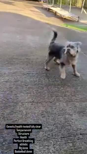 Olde English Bulldogge dogs for sale: Olde English bulldogge  - Video 2