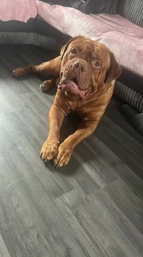Dogue De Bordeaux dogs for sale: Dogue De Bordeaux Puppies - Video 3