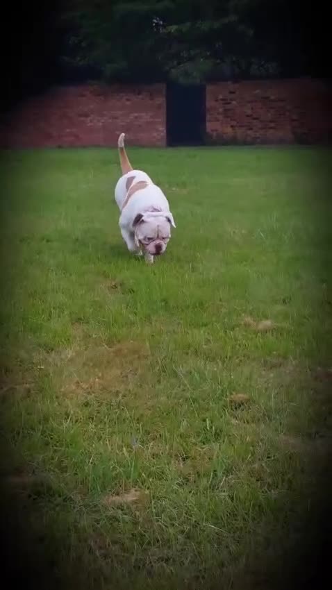 American Bulldog dogs for sale: GEM America's bull dog  - Video 1