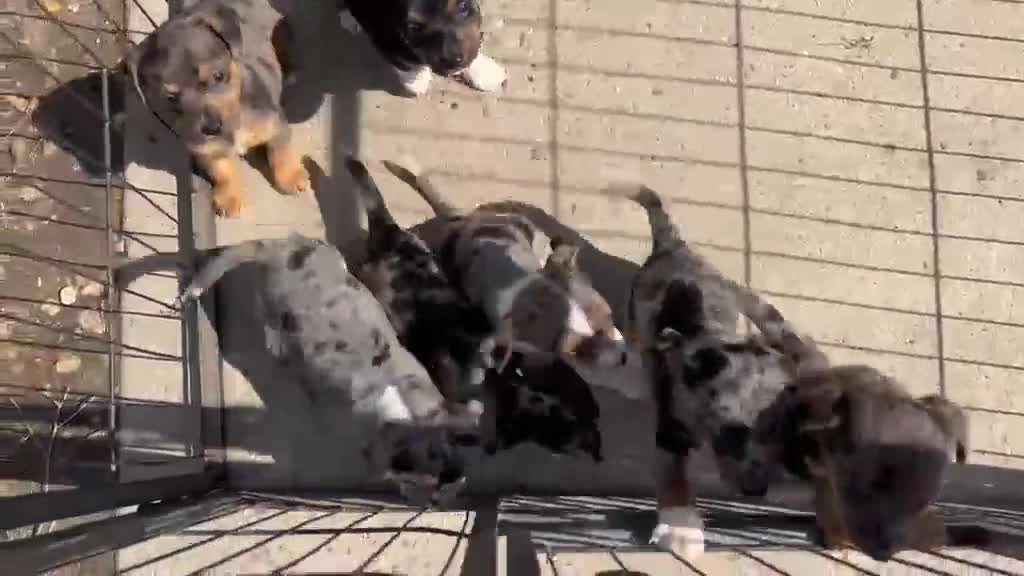 Jack Russell dogs for sale: Jack Russell  - Video 1