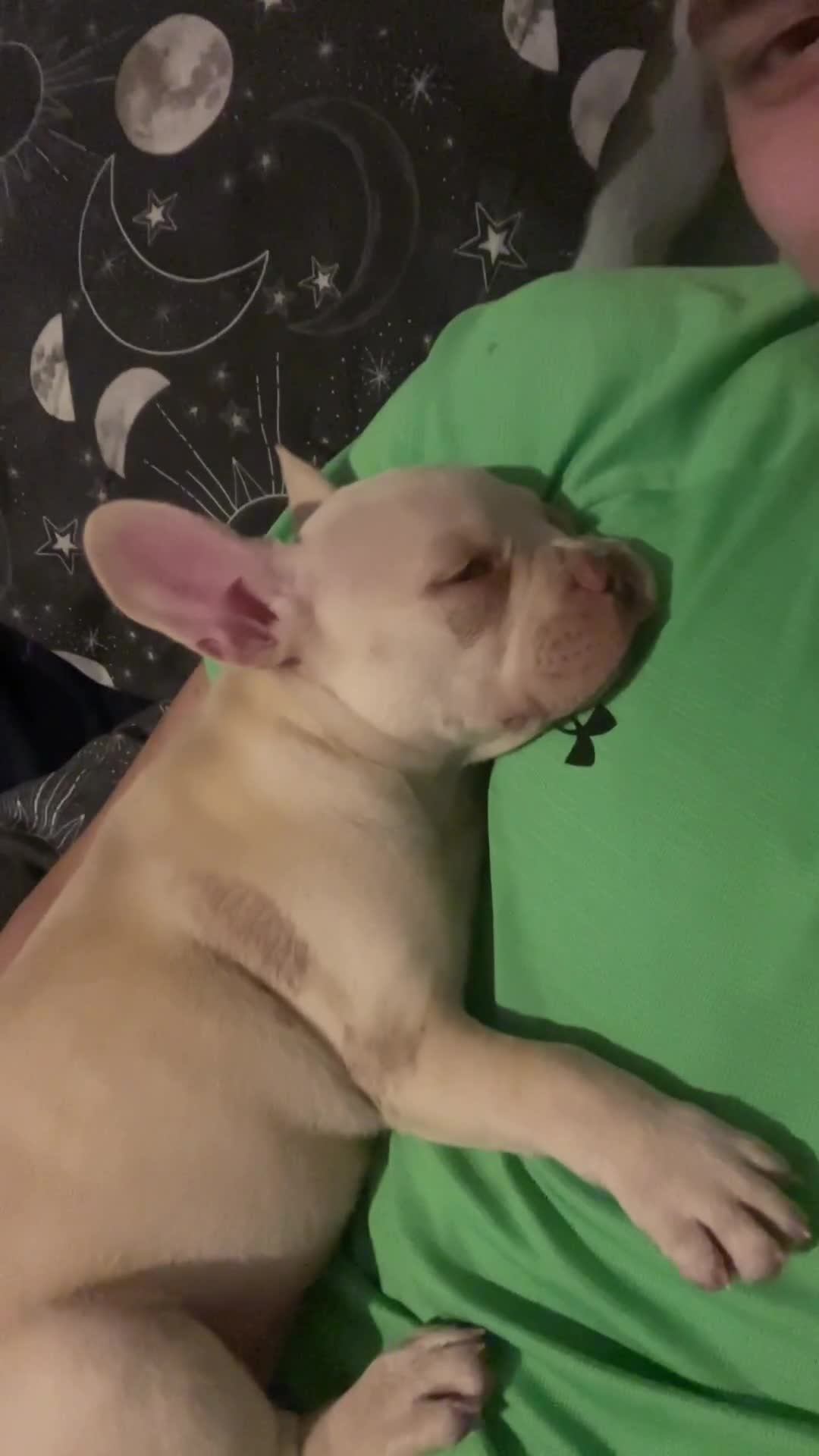 French Bulldog dogs for sale: Frenchie Honey  - Video 1