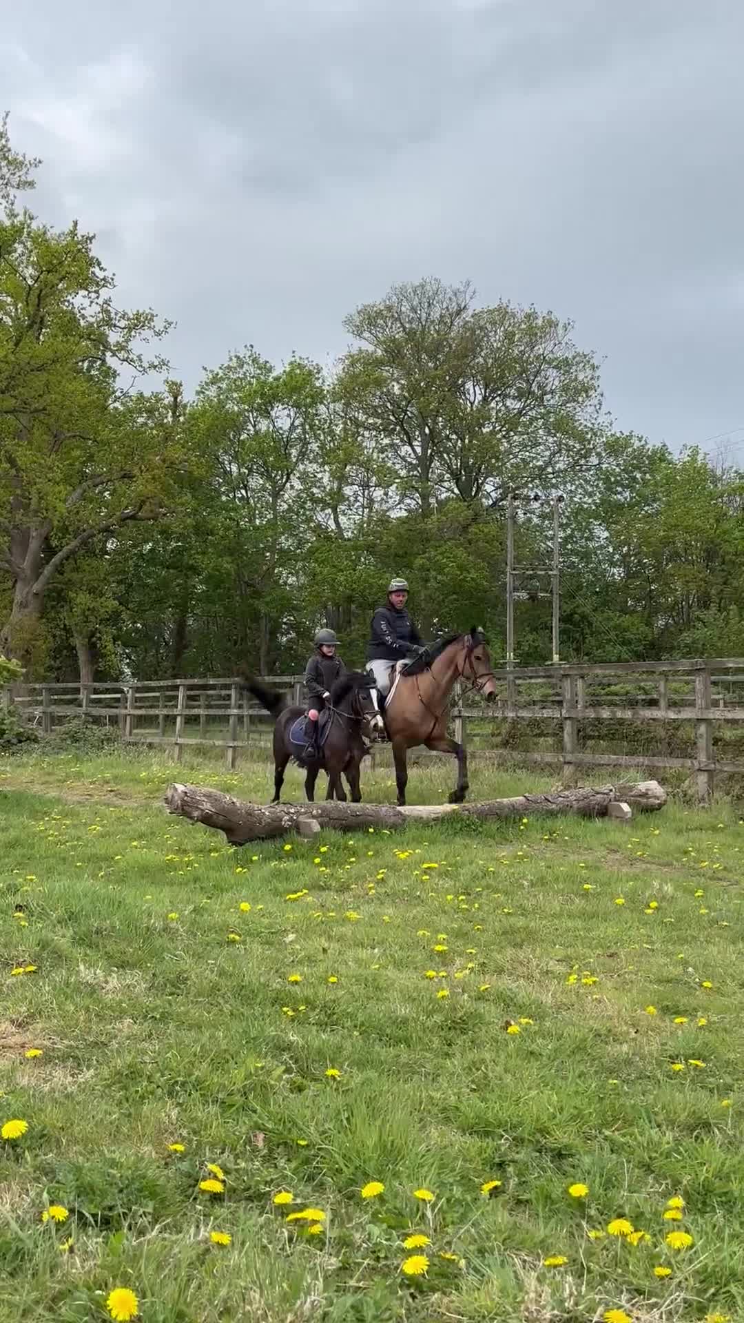 Welsh Section A horses for sale: Beautiful mare for sale  - Video 3