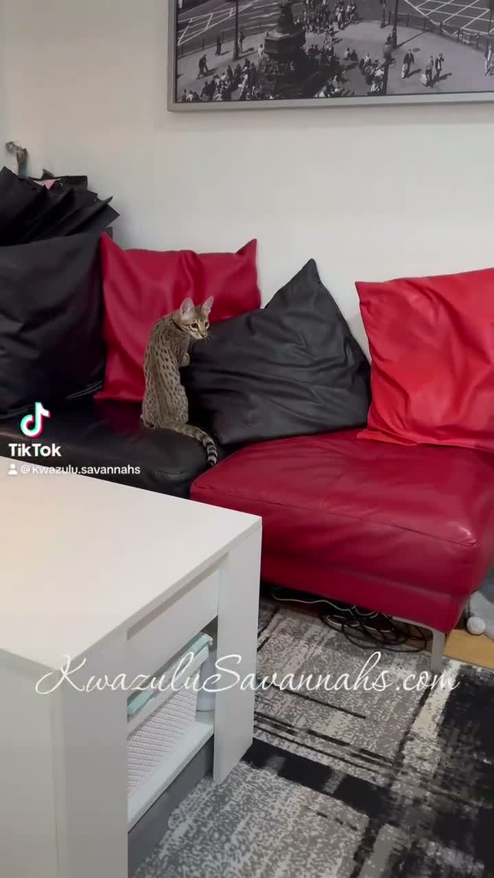 Savannah cats for sale: 2 and 3 months old. Tica Regist. Savannahs - Video 1