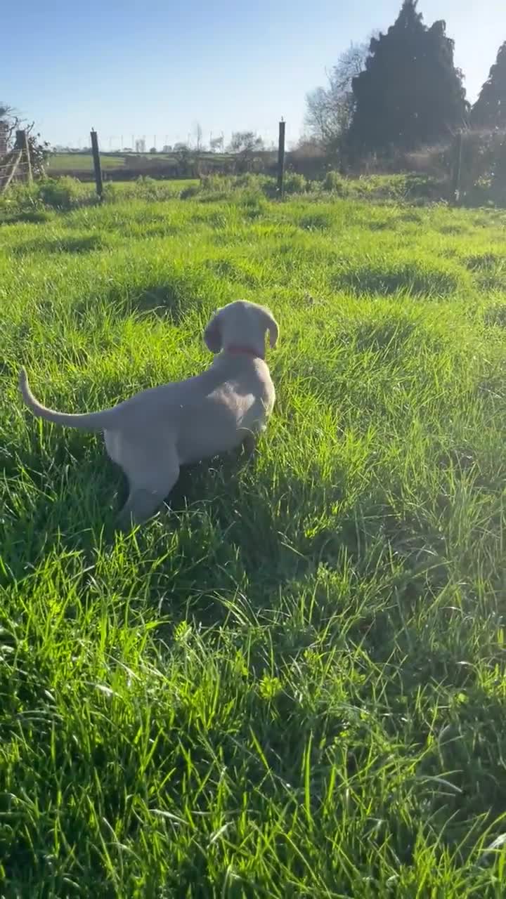Weimaraner dogs for sale: 1 x SILVER FEMALE LEFT KC Reg Working SILVER - Video 1