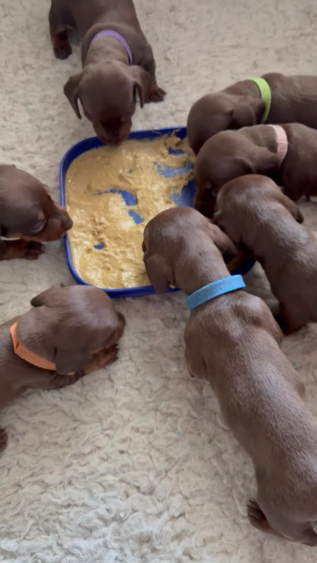 Miniature Dachshund dogs for sale: Miniature dachshund puppies  - Video 3