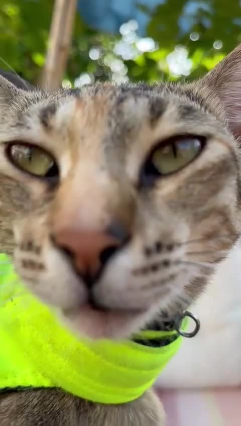 Mixed Breed cats for adoption: Sassy girl seeks experienced cat person  - Video 1