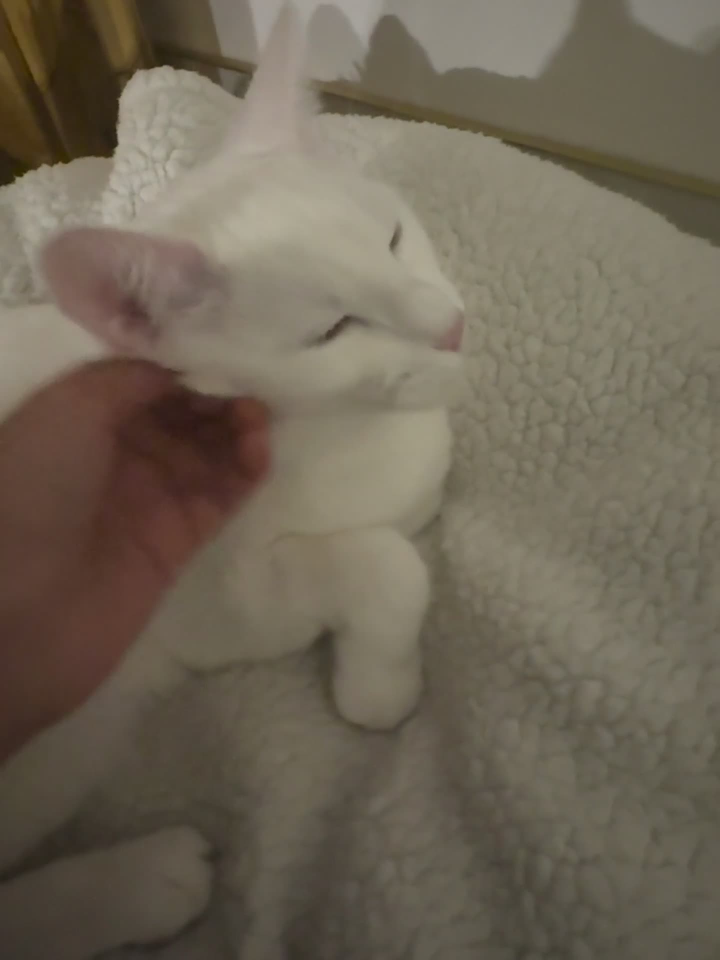 Ragdoll cats for sale: Ragdoll cat  - Video 2