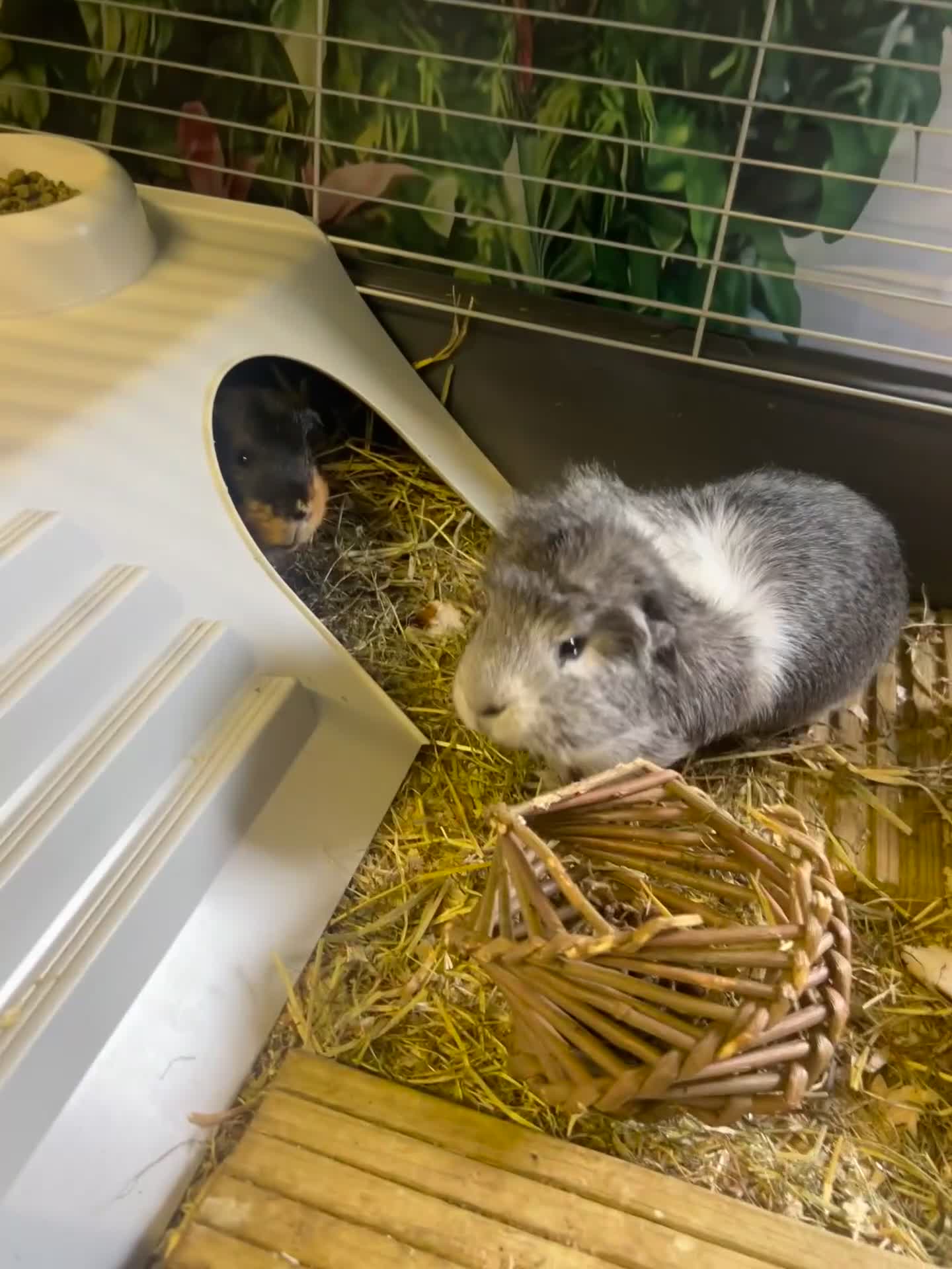 Guinea Pig rodents for sale: Guinea pigs males and cage FREE - Video 1