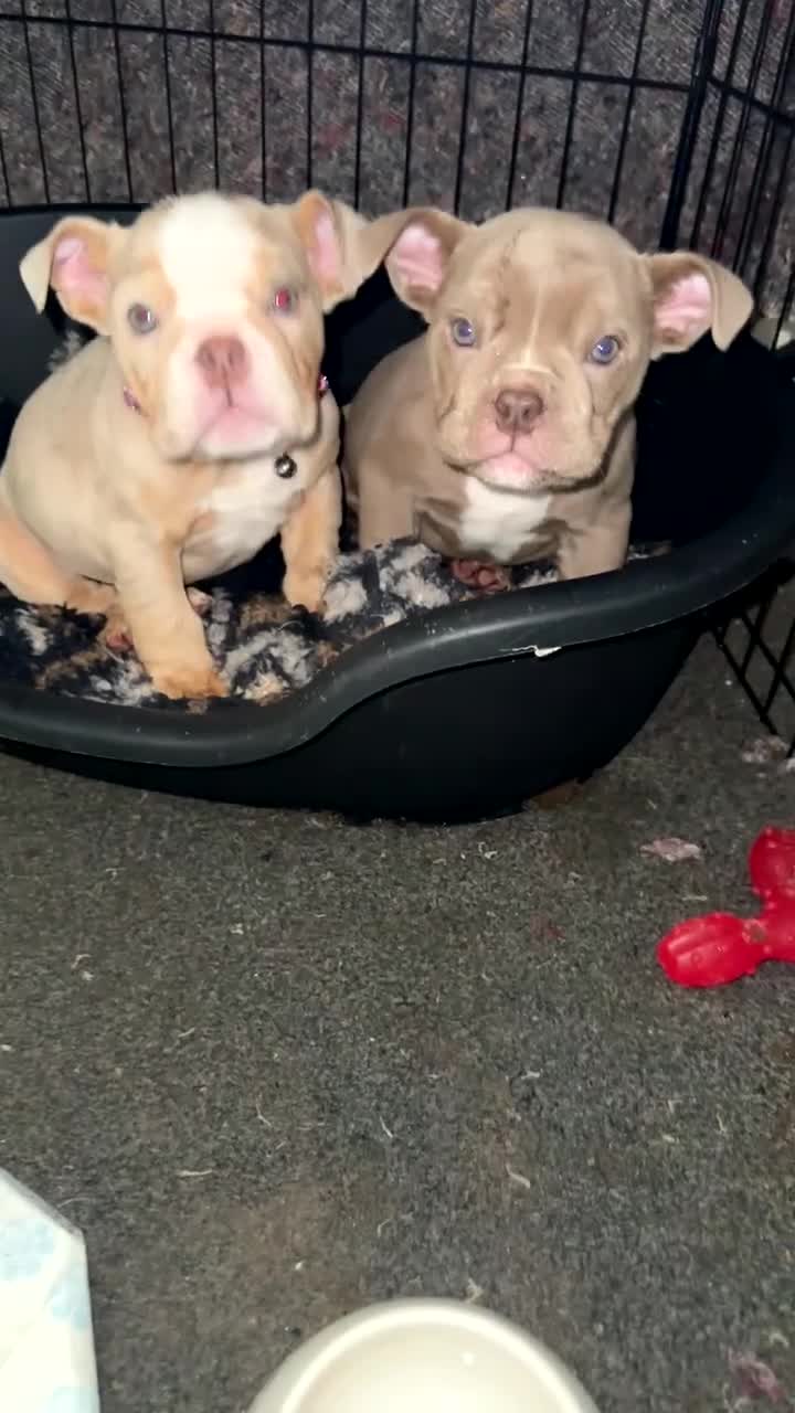 English Bulldog dogs for sale: PEDIGREE ENGLISH BULLDOG WITH AMERICAN BLOODLINE - Video 1