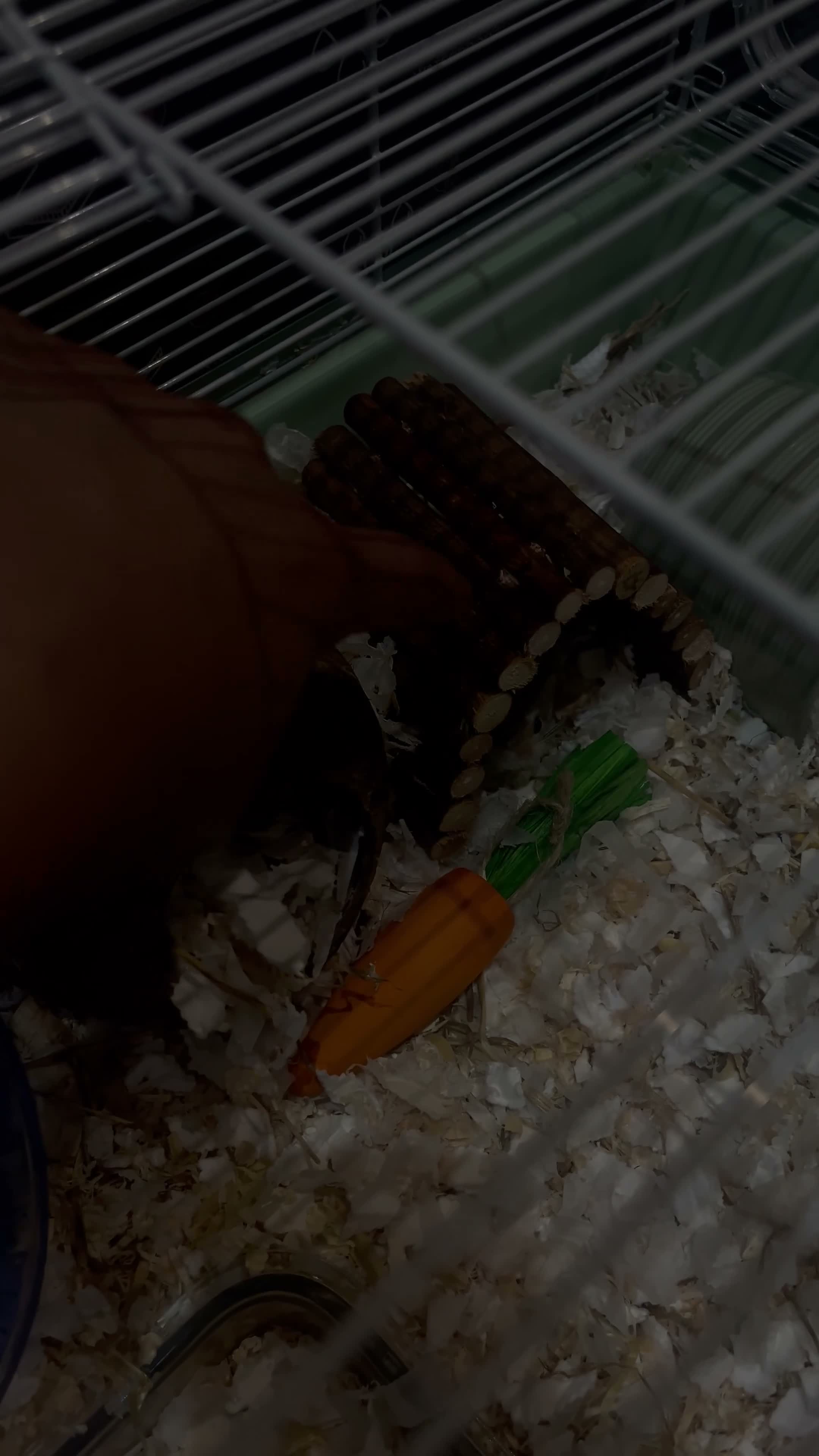 Hamster rodents for sale: Roborovski hamster  in Huddersfield - Video 1