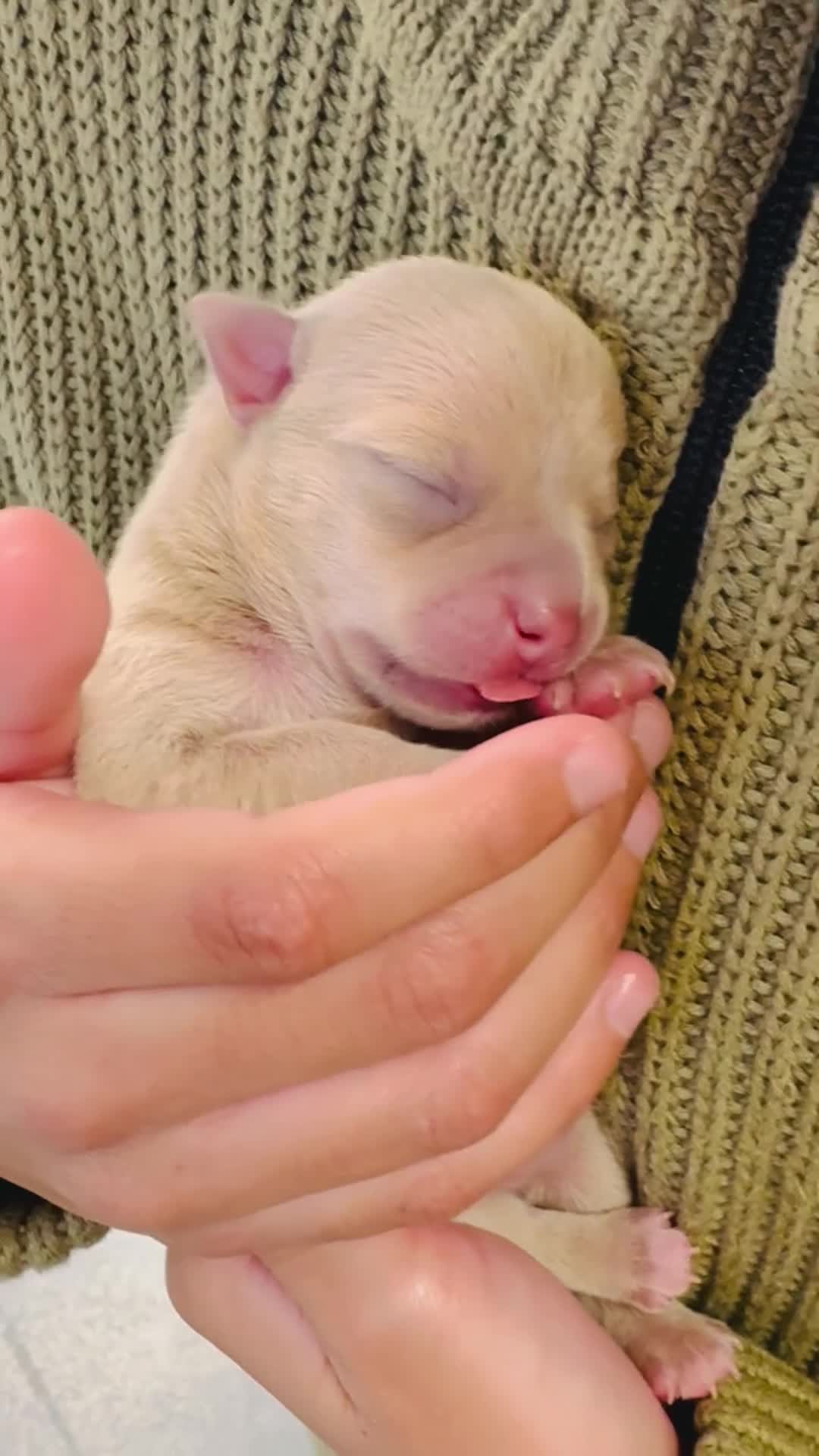 Chihuahua dogs for sale: Stunning Chihuahua Puppies!!  - Video 4