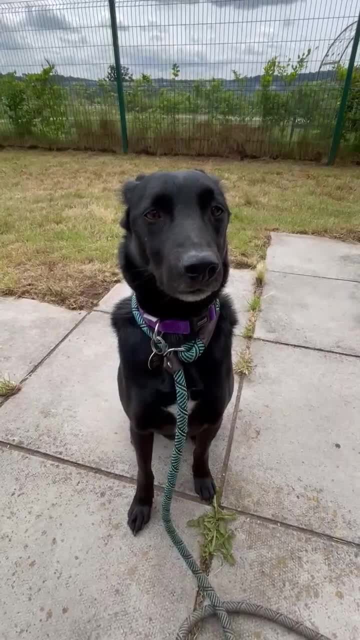 Mixed Breed dogs for adoption: TED - 5 yrs, medium, playful, loves other dogs in Ross-on-Wye - Video 5