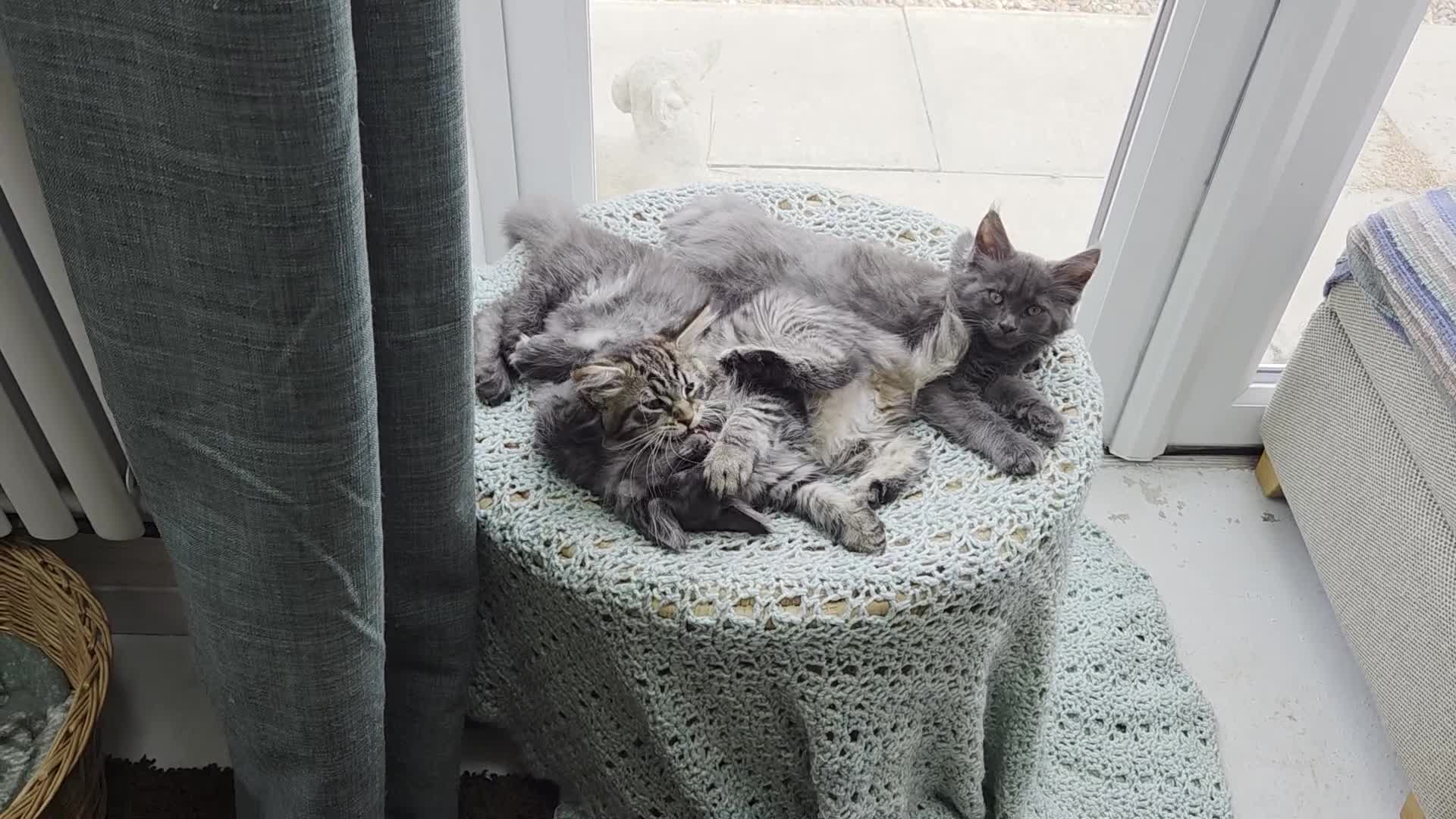Maine Coon cats for sale: Maine coon  - Video 2
