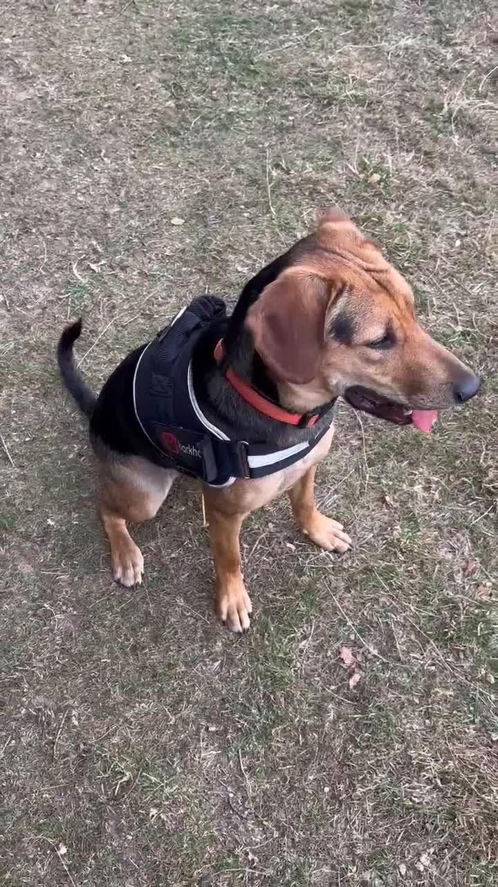 Mixed Breed dogs for adoption: LUNA - 9 months old, Adorable Girl Hound Mix Pup - Video 3