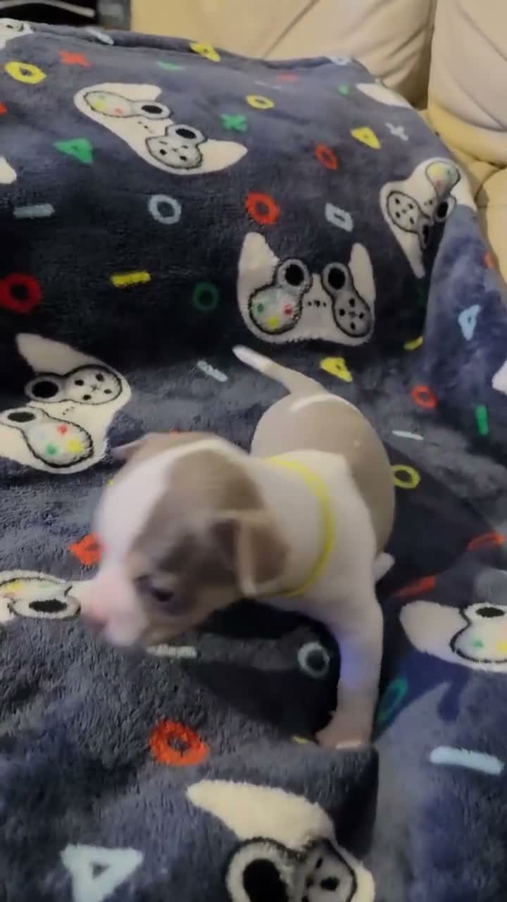 Chihuahua dogs for sale: Beautiful Chihuahua Puppies Lookin for 4ever Homes - Video 2