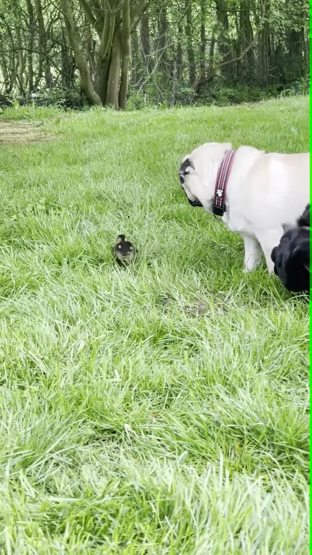 Mixed Breed dogs for sale: The Pug Who Raised a Duck Is Now Expecting Her Own - Video 4