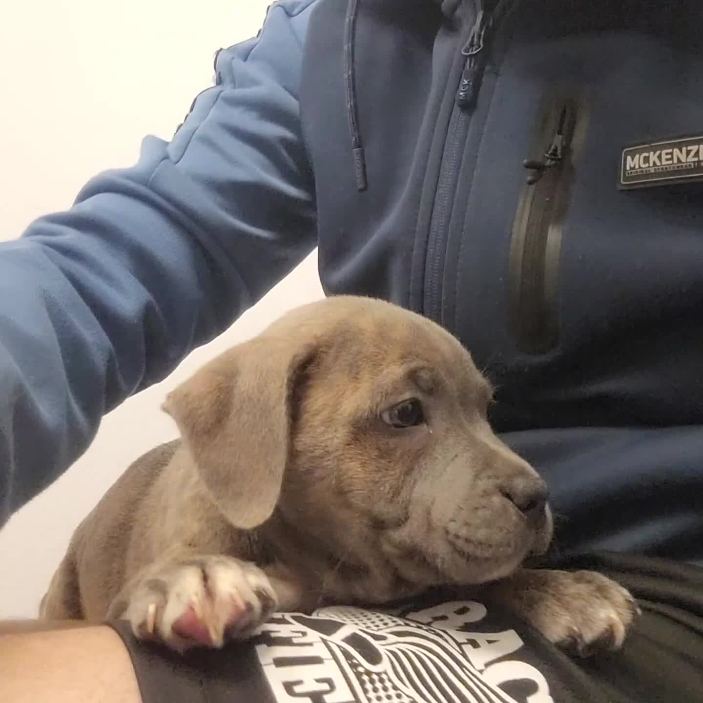 Staffordshire Bull Terrier dogs for sale: Staffy Babies Ready to leave - Video 1