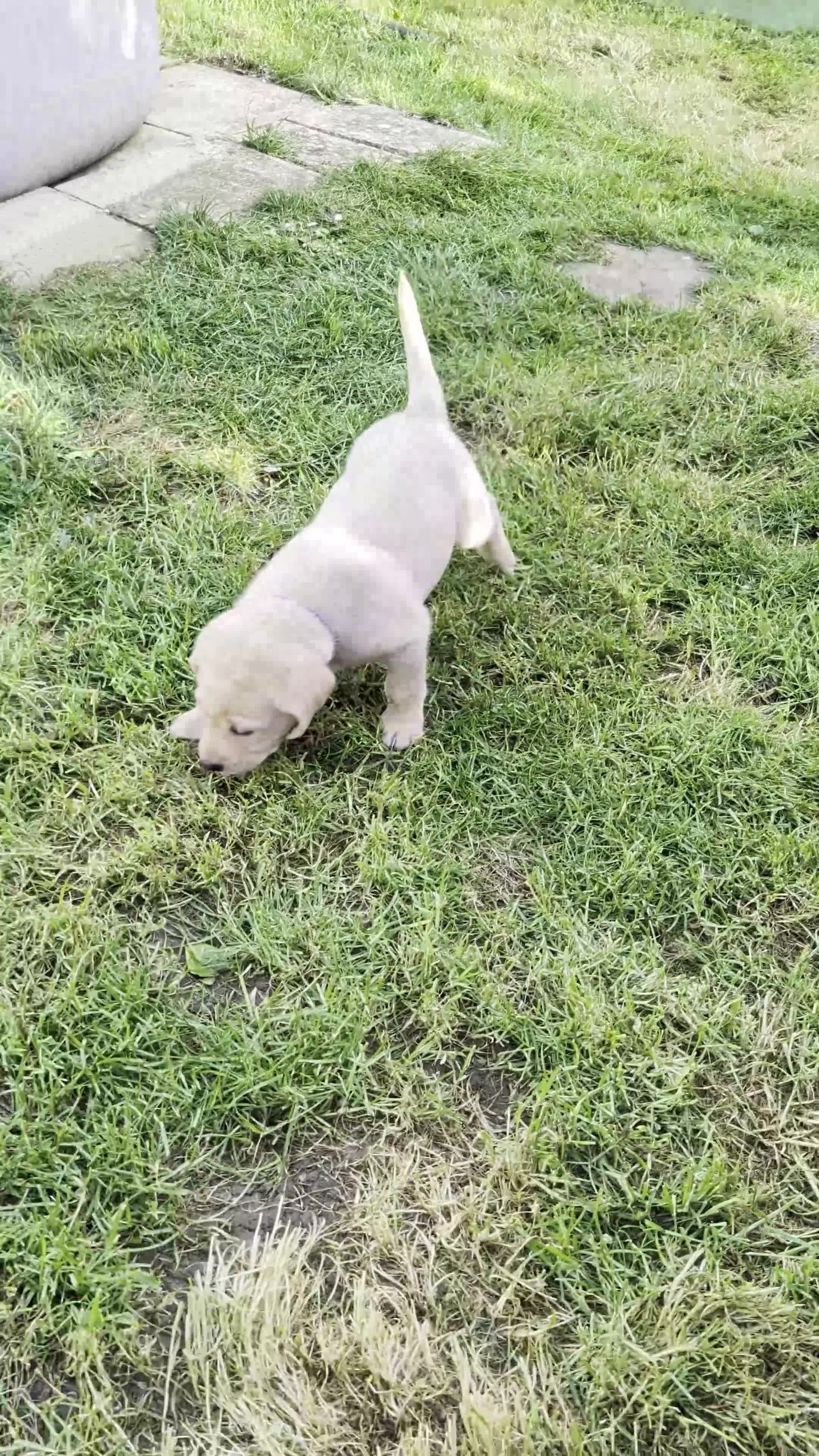 Labrador Retriever dogs for sale: KC Registered Red Fox/Yellow Labrador Puppies  - Video 2