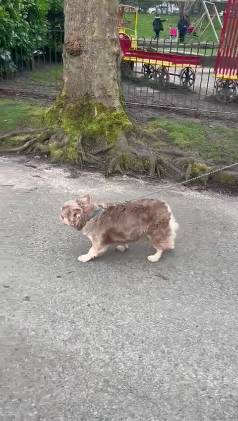 French Bulldog dogs for stud: Visual fluffy new shade boy Fluffiest in the UK  in Manchester - Video 2