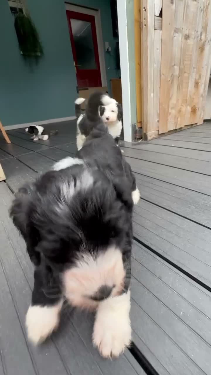 Sheepadoodle dogs for sale: Beautiful Black & White Sheepadoodles - Video 1