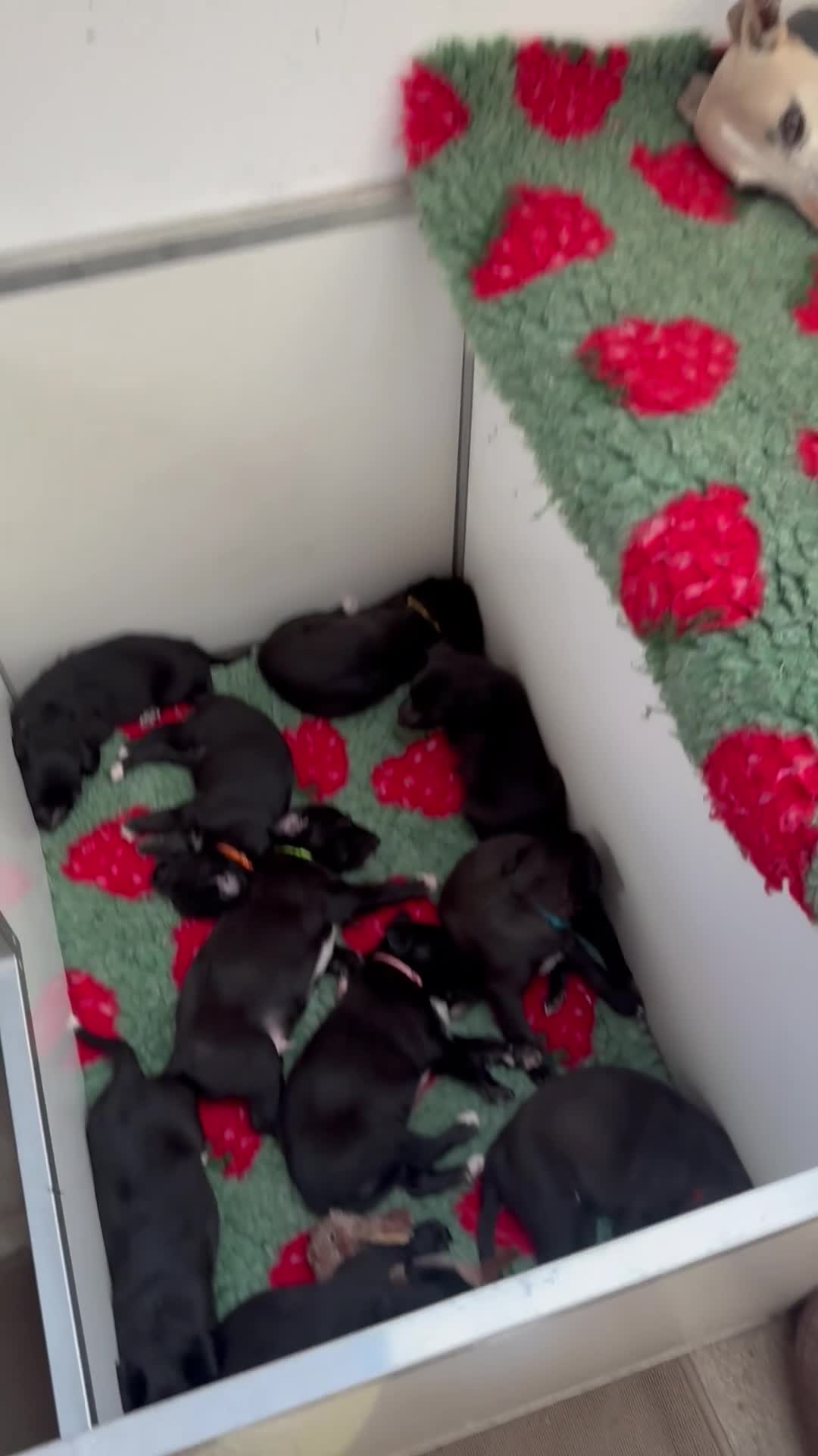 Mixed Breed dogs for sale: Beautiful bedlington x whippet puppies  - Video 2