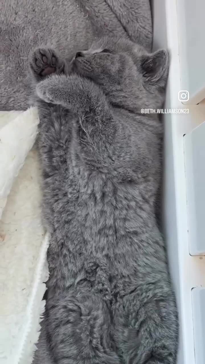 British Shorthair cats for sale: Blue British short hair babies for sale  - Video 1