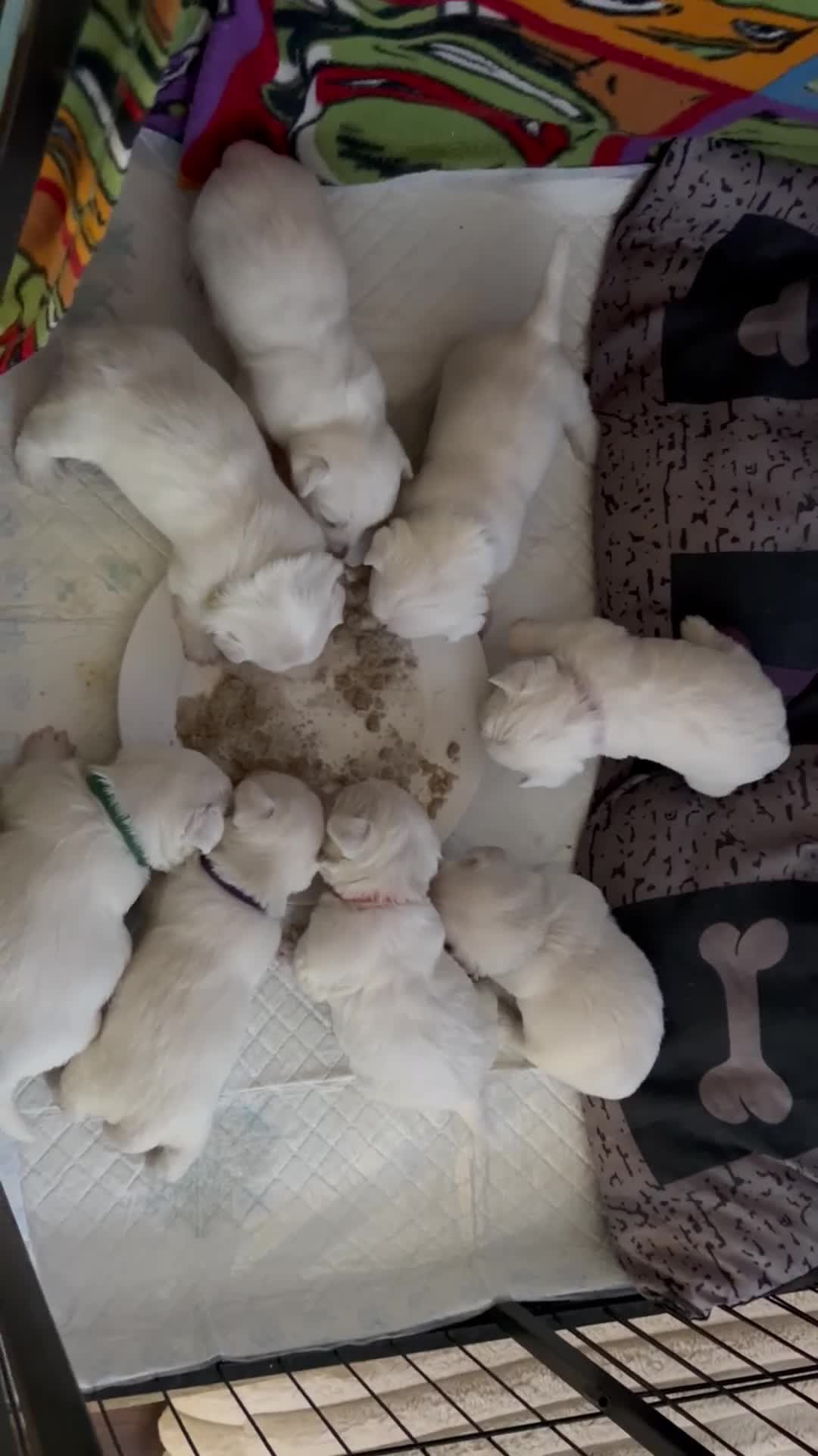 West Highland Terrier dogs for sale: West highland Terrier puppies for sale - Video 1