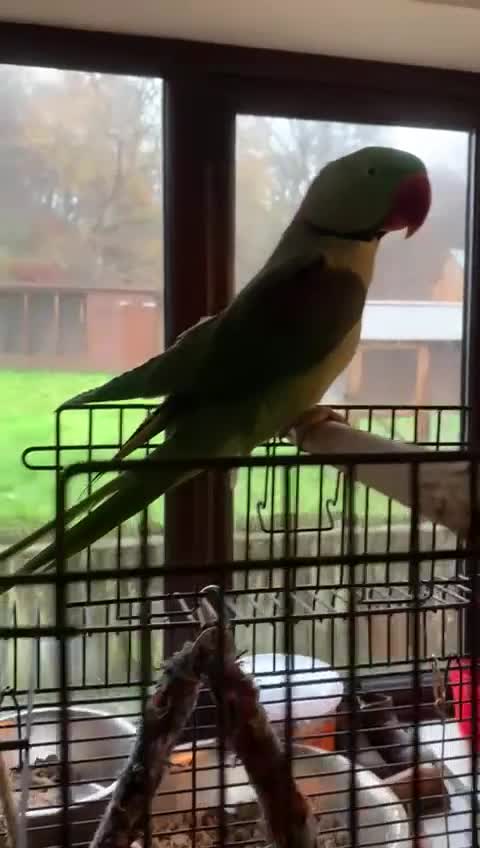 Parrots birds for sale: Male Alexandrian parrot  in Llandrindod Wells - Video 1