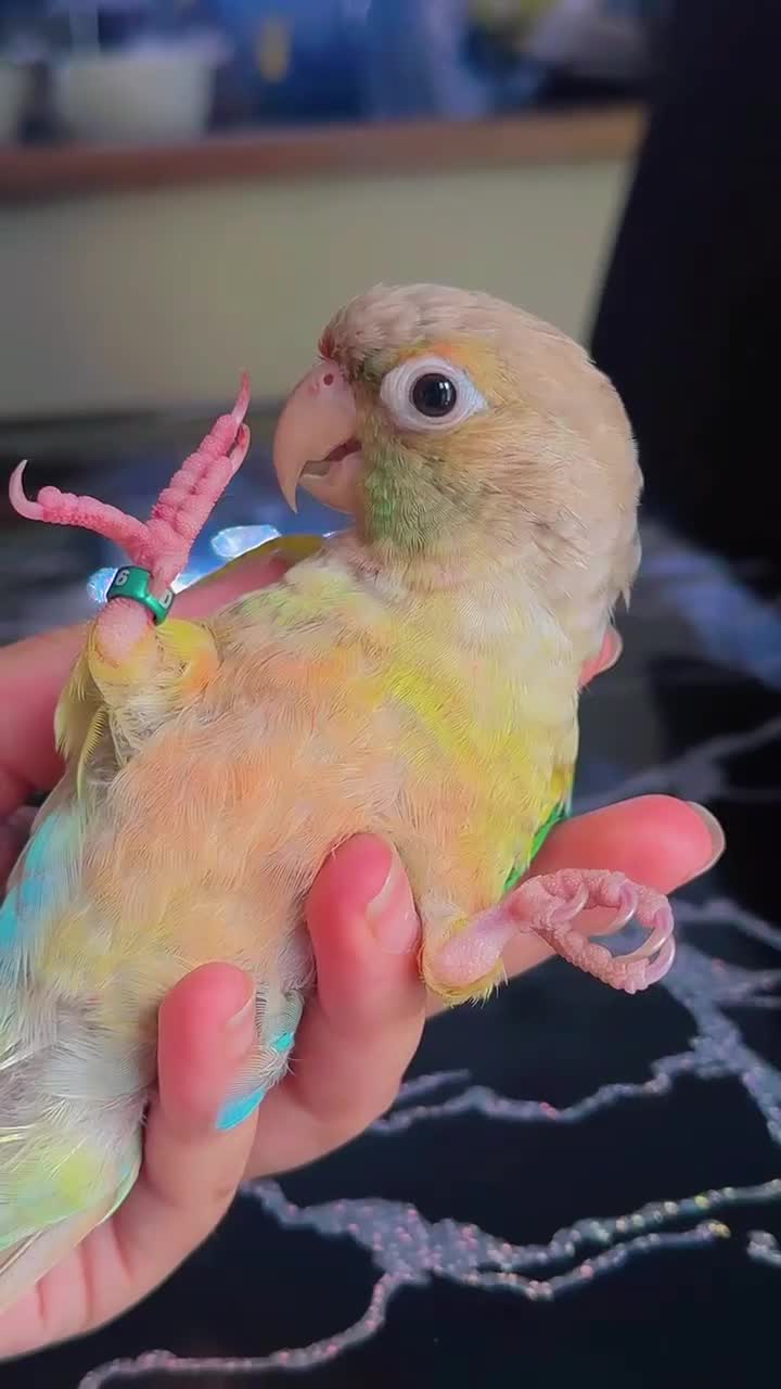 Conures birds for sale: Beautiful tame Baby Conure ❤️❤️❤️ - Video 2