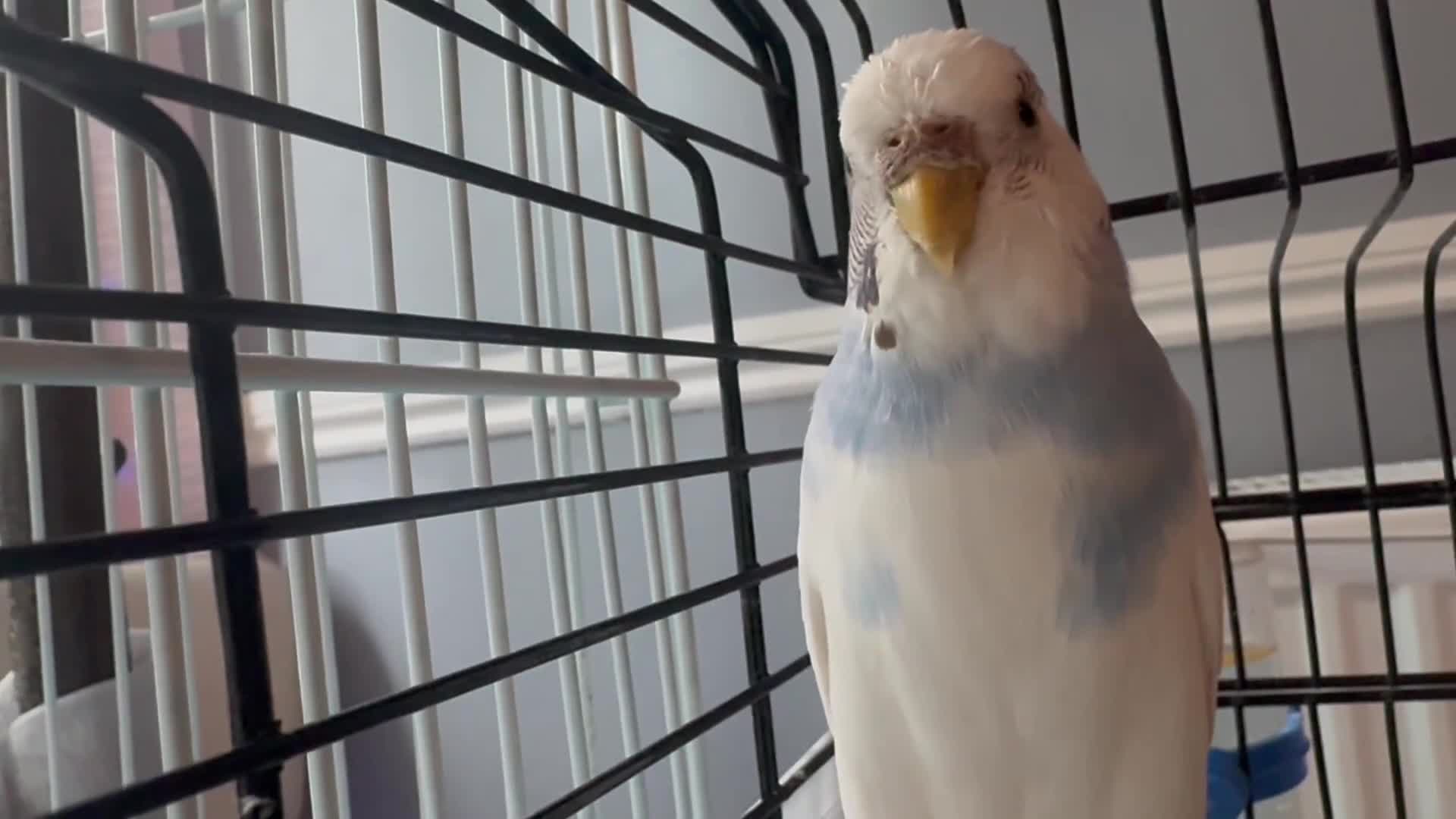 Budgerigars birds for sale: cute, young budgie for sale - Video 1