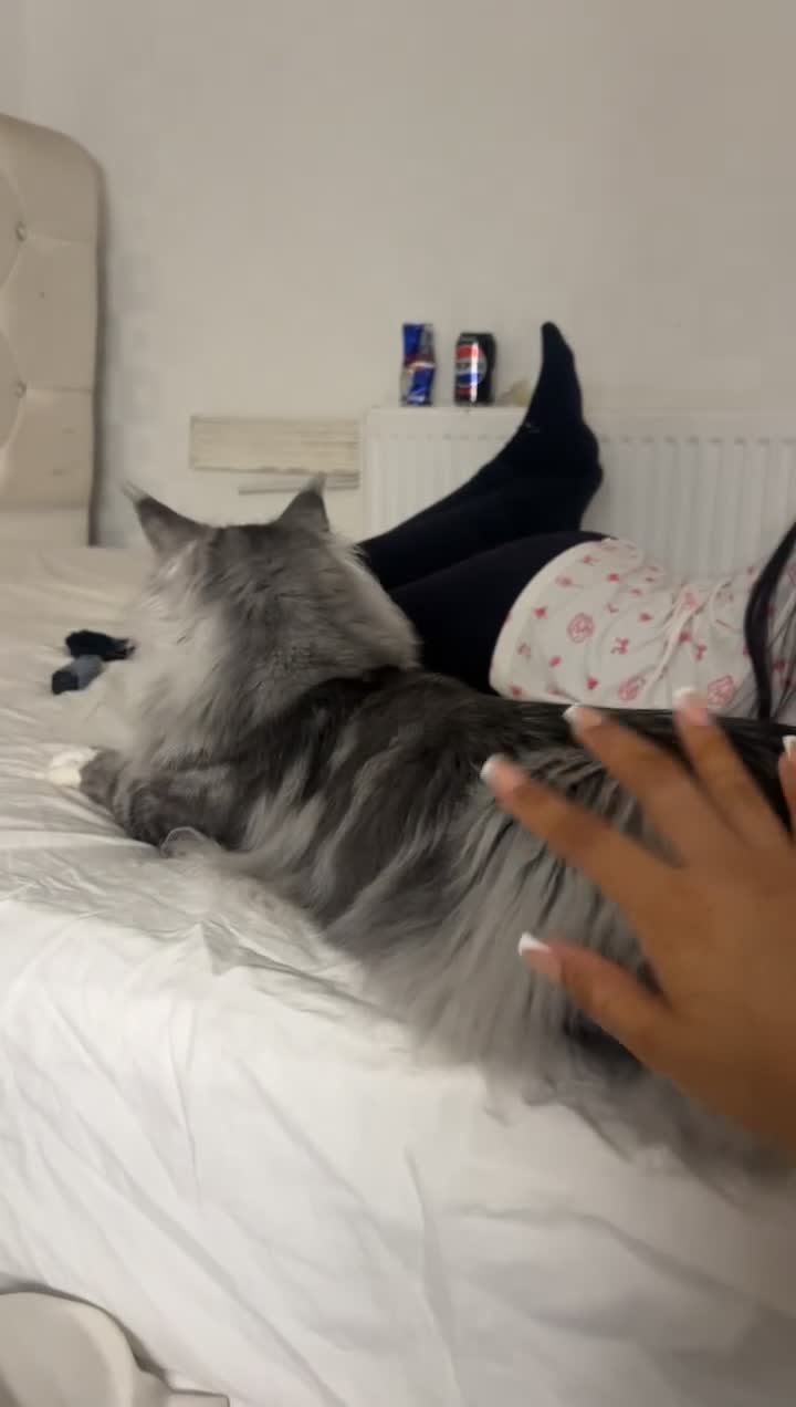 Maine Coon cats for stud: Russian Maine coon stud  - Video 1